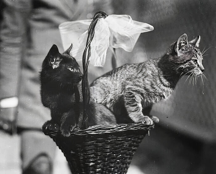 Ретрофотографии с кошками, собранные в коллекцию бразильской журналисткой (33 фото)