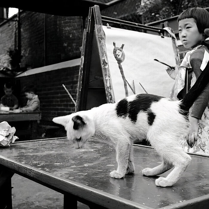 Ретрофотографии с кошками, собранные в коллекцию бразильской журналисткой (33 фото)