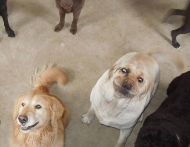 Когда собаки начхать хотят на своих хозяев, они выглядят так (21 фото)