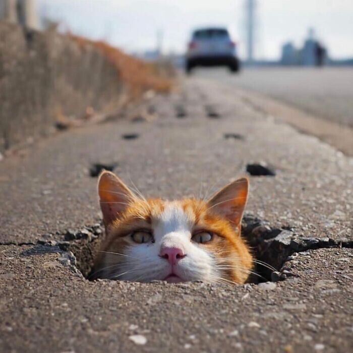 Уличные фотографии с кошками, которые подарят улыбку (32 фото)