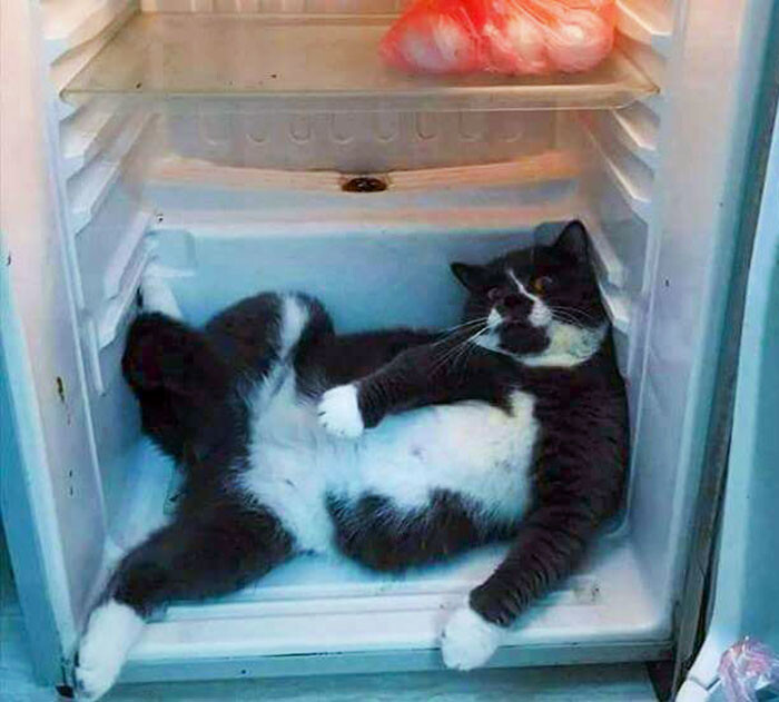 Домашние животные, которые изо всех сил стараются сохранить прохладу в летнюю жару (18 фото)
