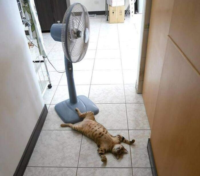 Домашние животные, которые изо всех сил стараются сохранить прохладу в летнюю жару (18 фото)