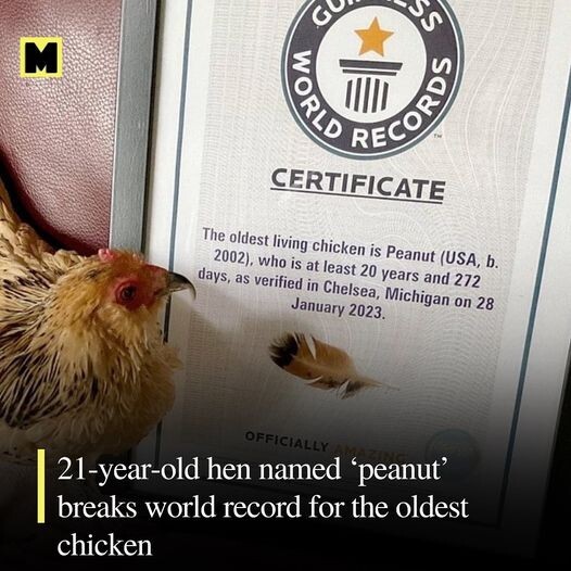 В американском штате Мичиган живёт самая старая курица в мире (3 фото)