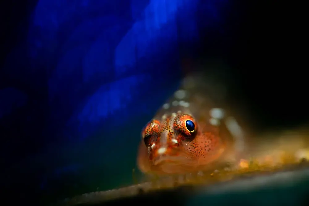 Захватывающие фотографии победителей конкурса 2023 Ocean Photographer Of The Year (26 фото)