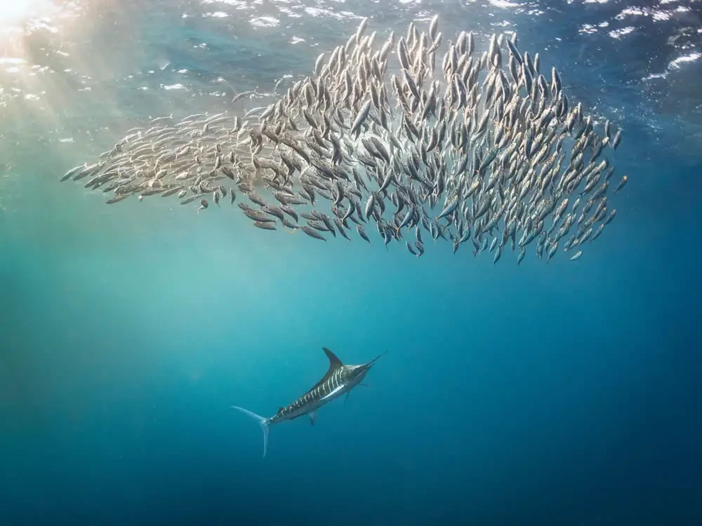 Захватывающие фотографии победителей конкурса 2023 Ocean Photographer Of The Year (26 фото)