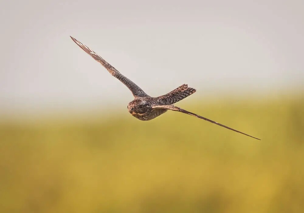 Фотографии победителей конкурса Bird Photographer of the Year 2023 (29 фото)