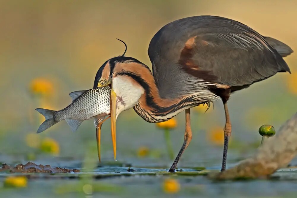 Фотографии победителей конкурса Bird Photographer of the Year 2023 (29 фото)