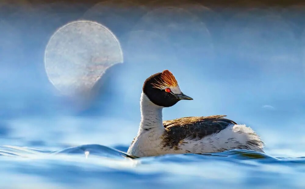 Фотографии победителей конкурса Bird Photographer of the Year 2023 (29 фото)