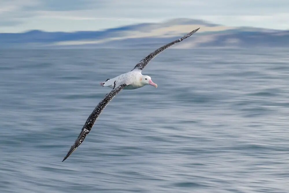 Фотографии победителей конкурса Bird Photographer of the Year 2023 (29 фото)