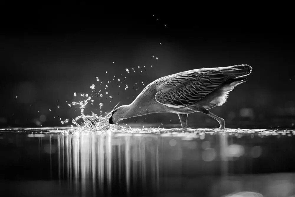 Фотографии победителей конкурса Bird Photographer of the Year 2023 (29 фото)