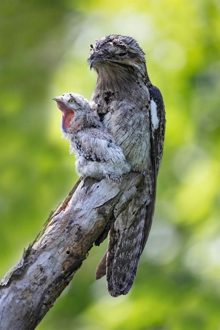 Фотографии победителей конкурса Bird Photographer of the Year 2023 (29 фото)