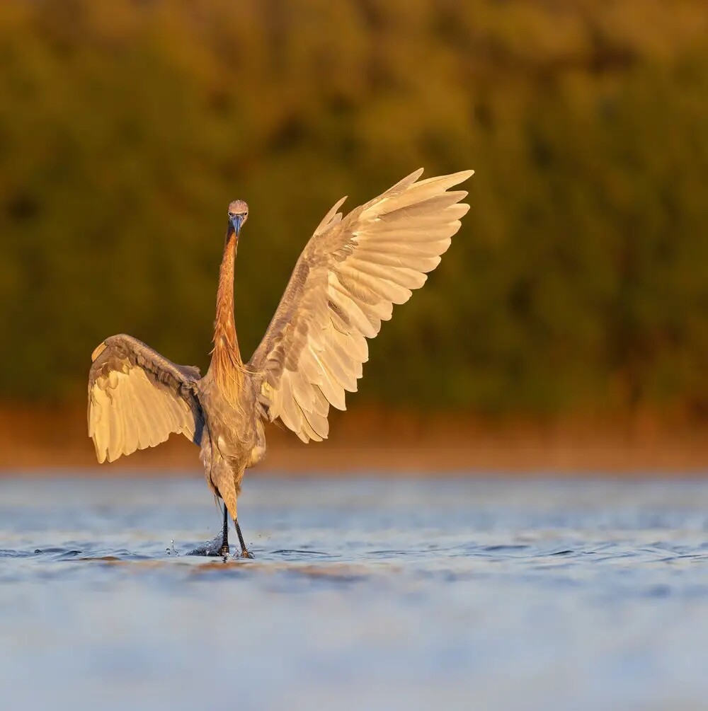 Фотографии победителей конкурса Bird Photographer of the Year 2023 (29 фото)