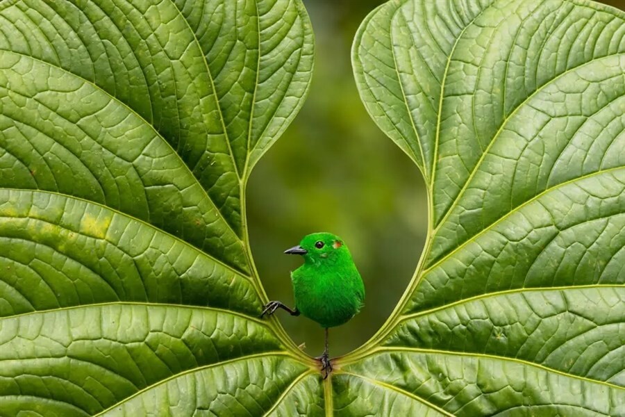 Фотографии победителей конкурса Bird Photographer of the Year 2023 (29 фото)