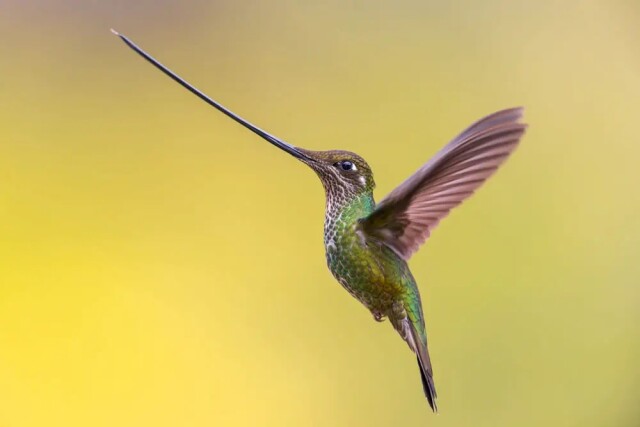 Фотографії переможців конкурсу Bird Photographer of the Year 2023 (фото)