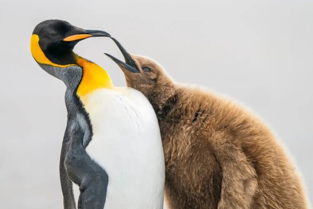 Фотографії переможців конкурсу Bird Photographer of the Year 2023 (фото)