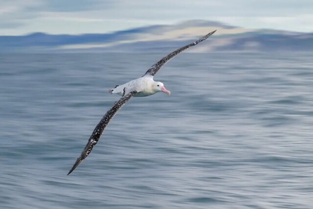 Фотографії переможців конкурсу Bird Photographer of the Year 2023 (фото)