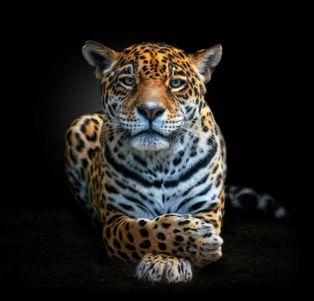 Потрясающие портреты диких животных от перуанского фотографа Педро Харке Кребса