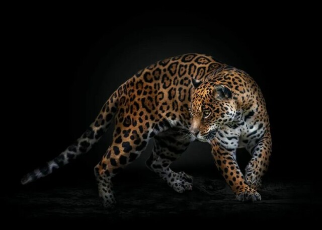Потрясающие портреты диких животных от перуанского фотографа Педро Харке Кребса