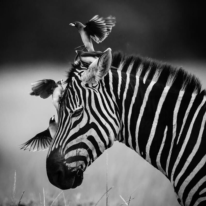 Фотограф дикой природы Лоран Баё запечатлел потрясающие чёрно-белые фотографии Африки (20 шт)