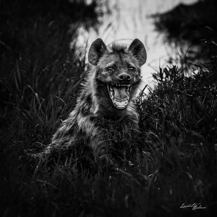Фотограф дикой природы Лоран Баё запечатлел потрясающие чёрно-белые фотографии Африки (20 шт)