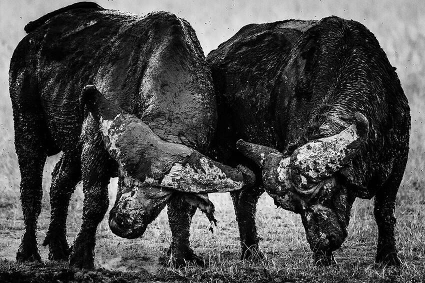 Фотограф дикой природы Лоран Баё запечатлел потрясающие чёрно-белые фотографии Африки (20 шт)