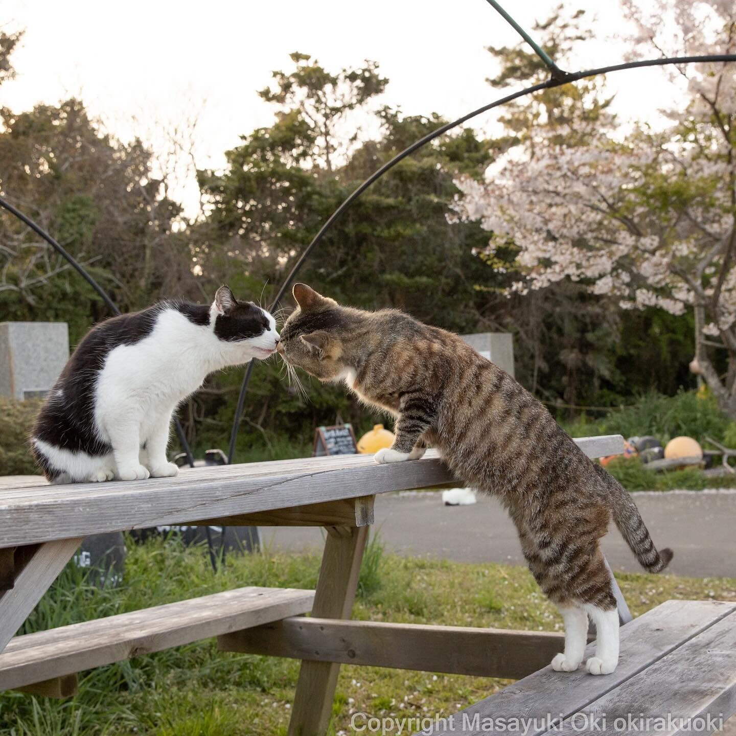 Японские уличные кошки через объектив фотографа Масаюки Оки (28 фото)