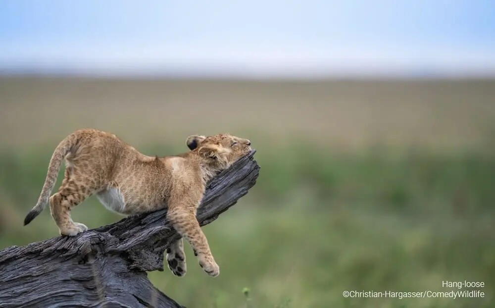 Финалисты конкурса на самую смешную фотографию дикой природы Comedy Wildlife Photography Awards 2023 (41 фото)