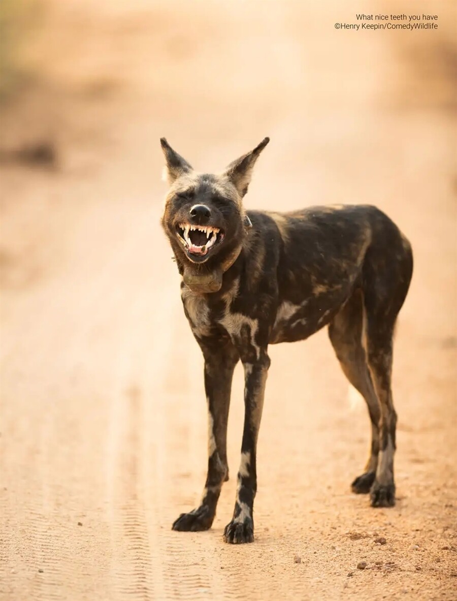 Финалисты конкурса на самую смешную фотографию дикой природы Comedy Wildlife Photography Awards 2023 (41 фото)