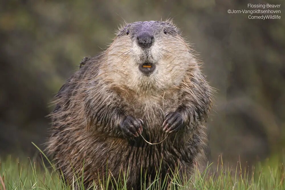 Финалисты конкурса на самую смешную фотографию дикой природы Comedy Wildlife Photography Awards 2023 (41 фото)