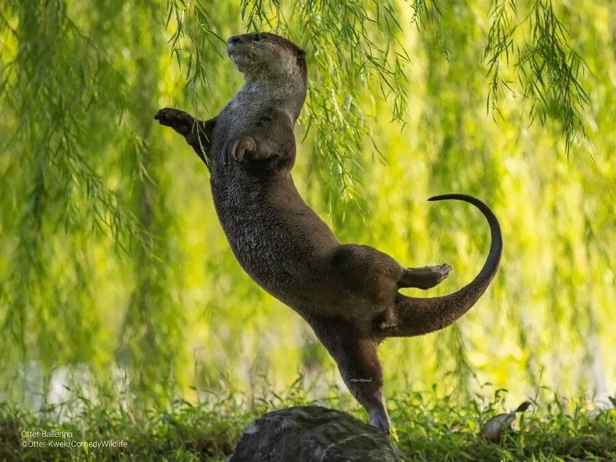 Финалисты конкурса на самую смешную фотографию дикой природы Comedy Wildlife Photography Awards 2023 (41 фото)