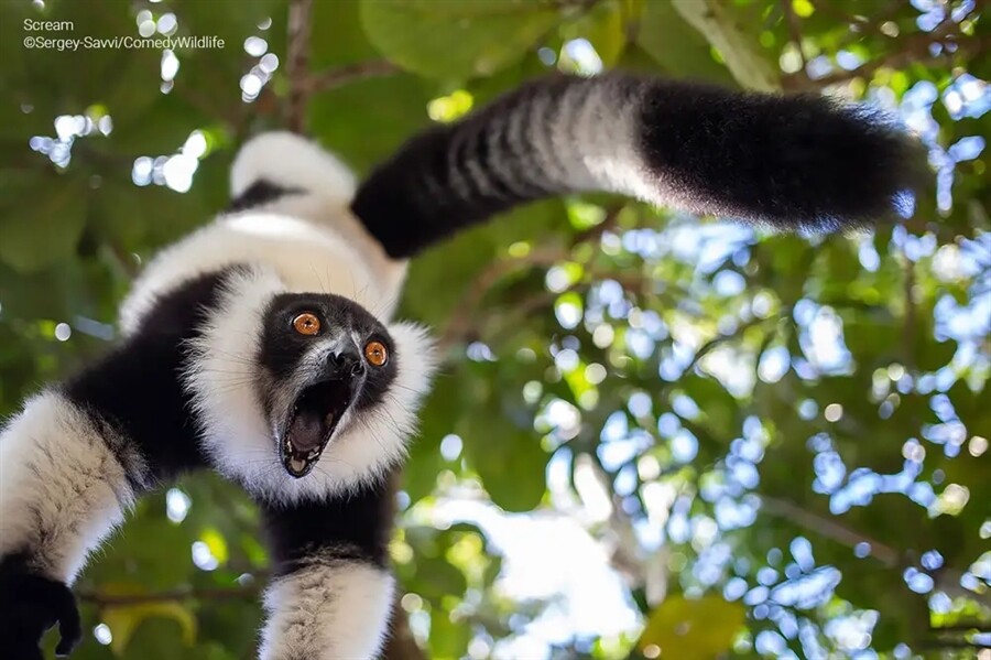 Финалисты конкурса на самую смешную фотографию дикой природы Comedy Wildlife Photography Awards 2023 (41 фото)