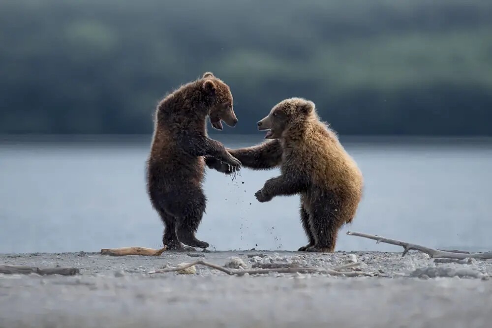 Финалисты конкурса на самую смешную фотографию дикой природы Comedy Wildlife Photography Awards 2023 (41 фото)