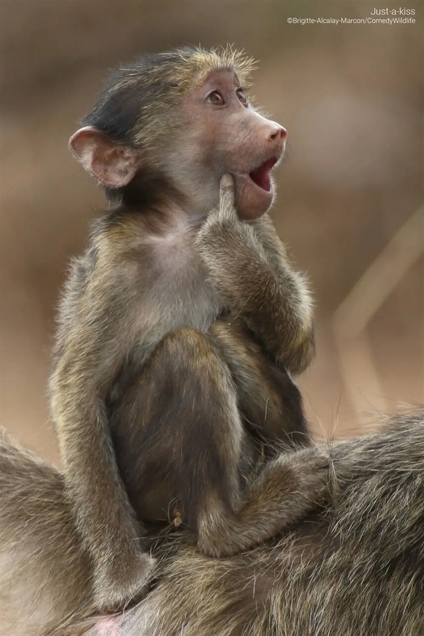 Финалисты конкурса на самую смешную фотографию дикой природы Comedy Wildlife Photography Awards 2023 (41 фото)