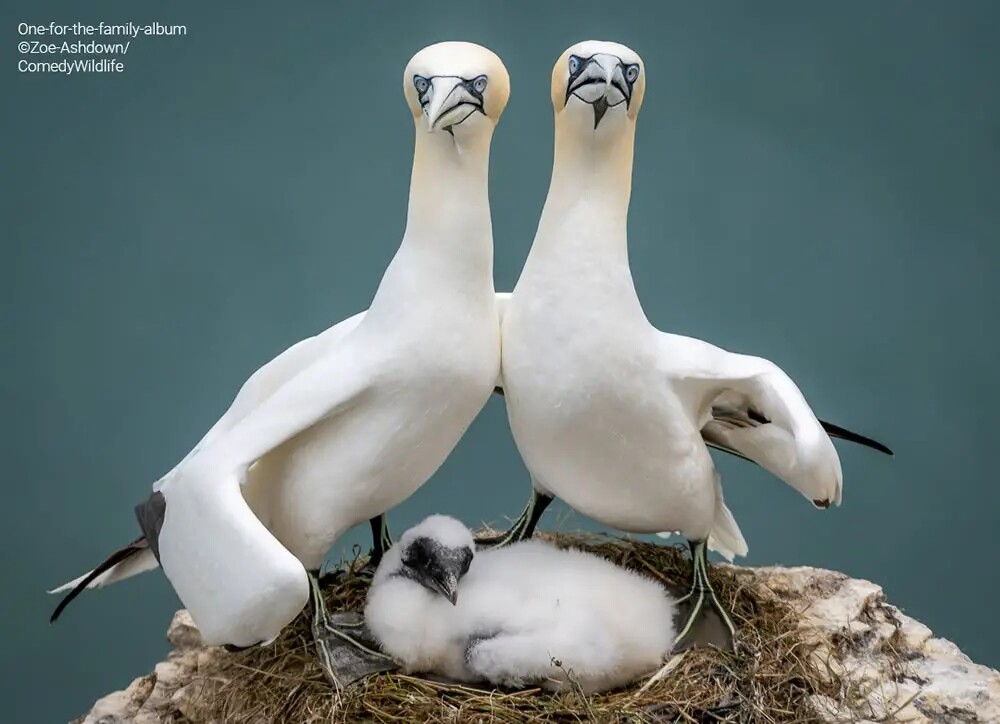 Финалисты конкурса на самую смешную фотографию дикой природы Comedy Wildlife Photography Awards 2023 (41 фото)