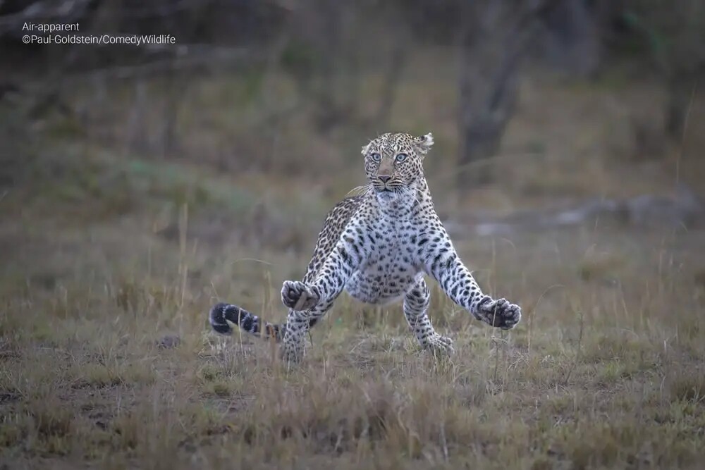 Финалисты конкурса на самую смешную фотографию дикой природы Comedy Wildlife Photography Awards 2023 (41 фото)