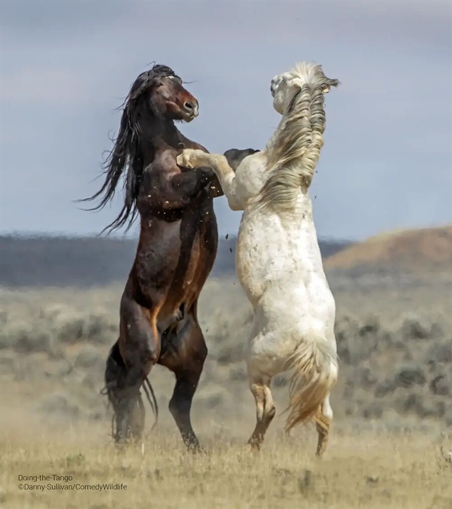 Финалисты конкурса на самую смешную фотографию дикой природы Comedy Wildlife Photography Awards 2023 (41 фото)