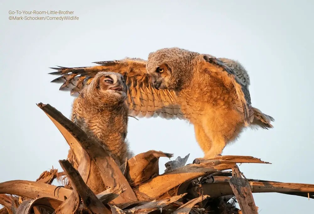 Финалисты конкурса на самую смешную фотографию дикой природы Comedy Wildlife Photography Awards 2023 (41 фото)