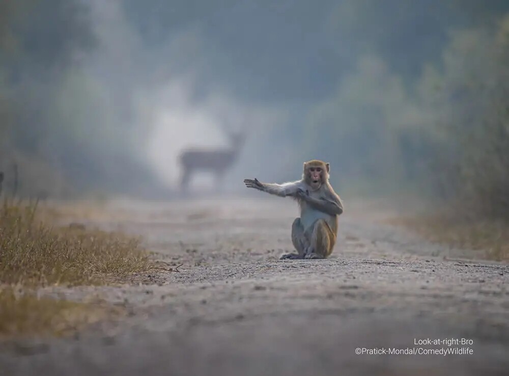 Финалисты конкурса на самую смешную фотографию дикой природы Comedy Wildlife Photography Awards 2023 (41 фото)