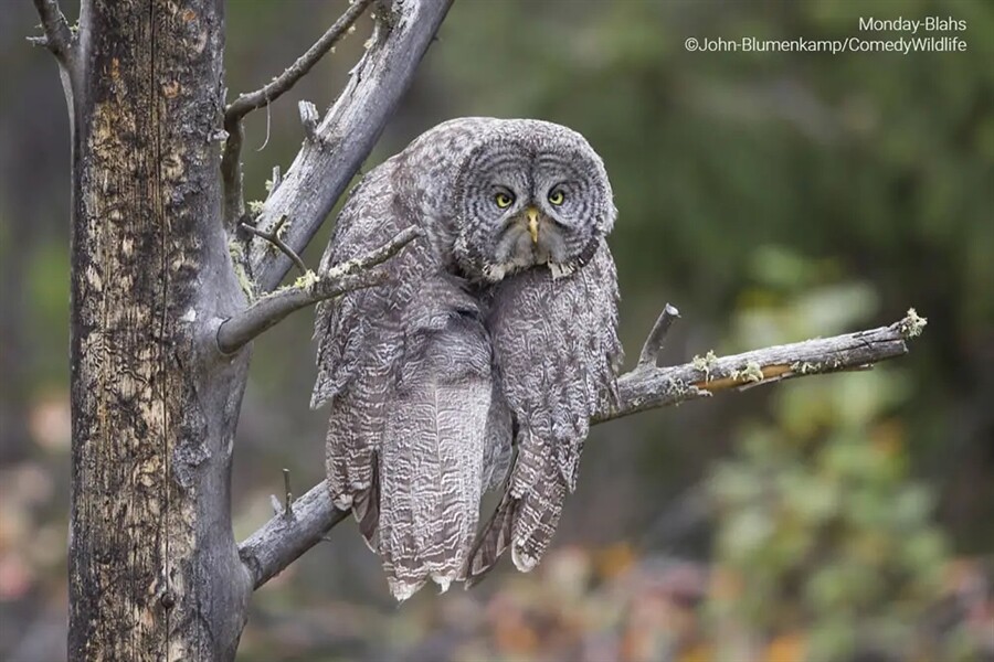 Финалисты конкурса на самую смешную фотографию дикой природы Comedy Wildlife Photography Awards 2023 (41 фото)