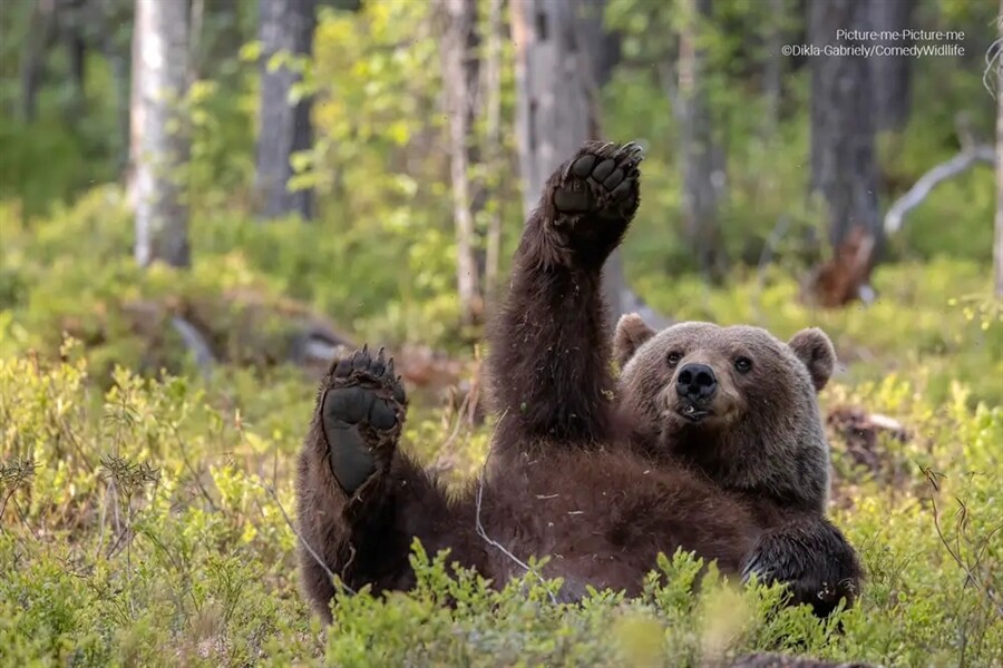 Финалисты конкурса на самую смешную фотографию дикой природы Comedy Wildlife Photography Awards 2023 (41 фото)