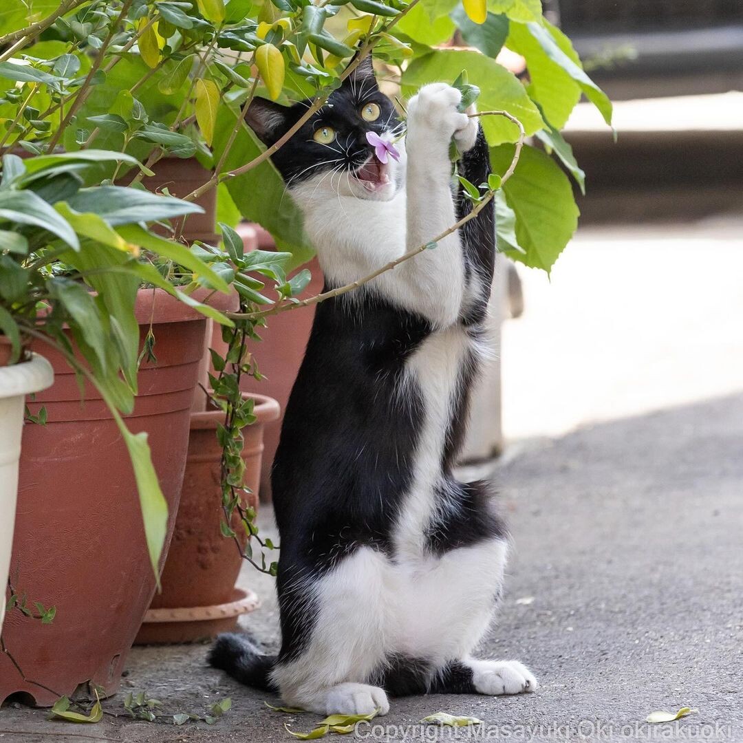 Кошка встречает. Японский кот на улице экран. Смешные коты фото. Кошечка фото картинки прикольные. Бездомные кошки фотографии реалистичные.