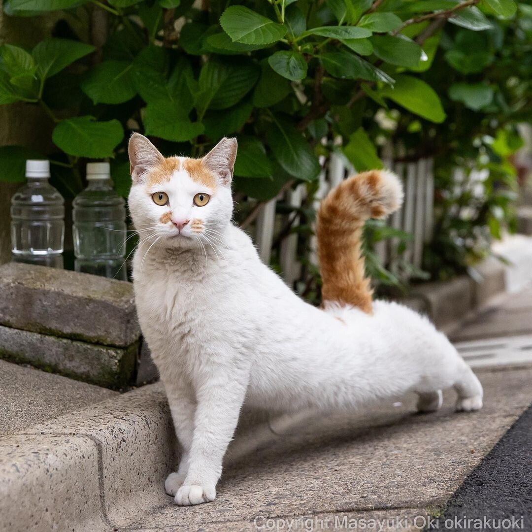 Японские уличные кошки через объектив фотографа Масаюки Оки (28 фото)