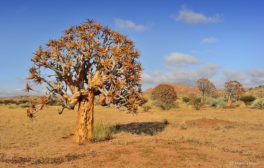 Странная и удивительная растительность Намибии (16 фото)