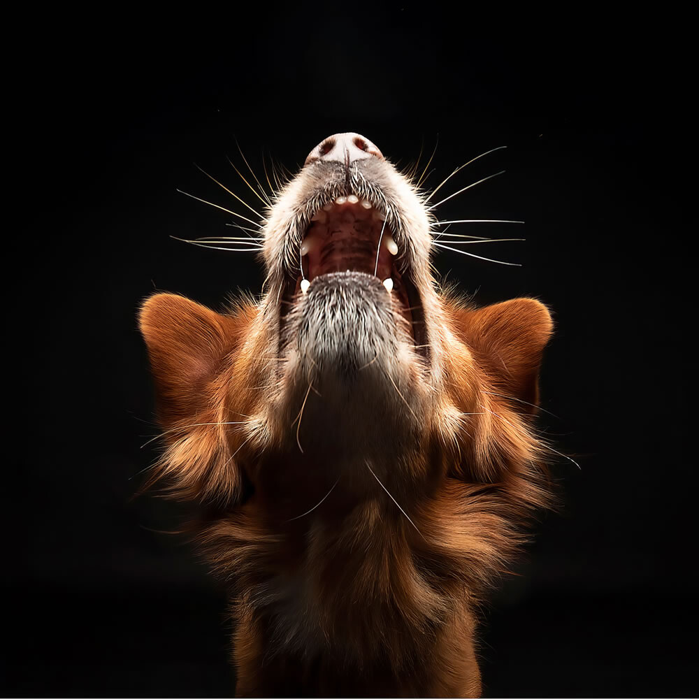 Фотографии-победители конкурса на лучшего фотографа собак 2023 года (30 фото)