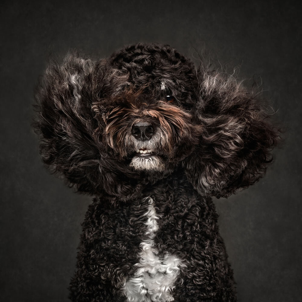 Фотографии-победители конкурса на лучшего фотографа собак 2023 года (30 фото)