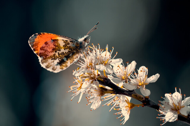 Цветы и насекомые в макрофотографиях Фабьена Бравина
