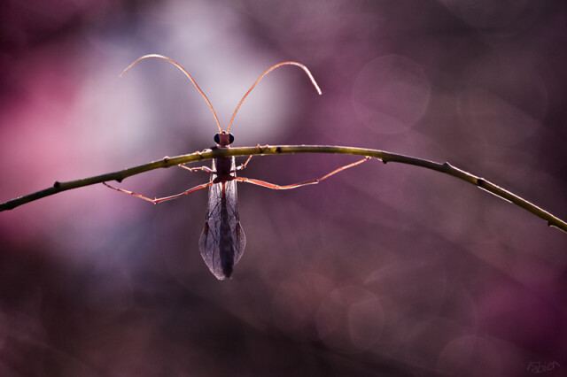Цветы и насекомые в макрофотографиях Фабьена Бравина