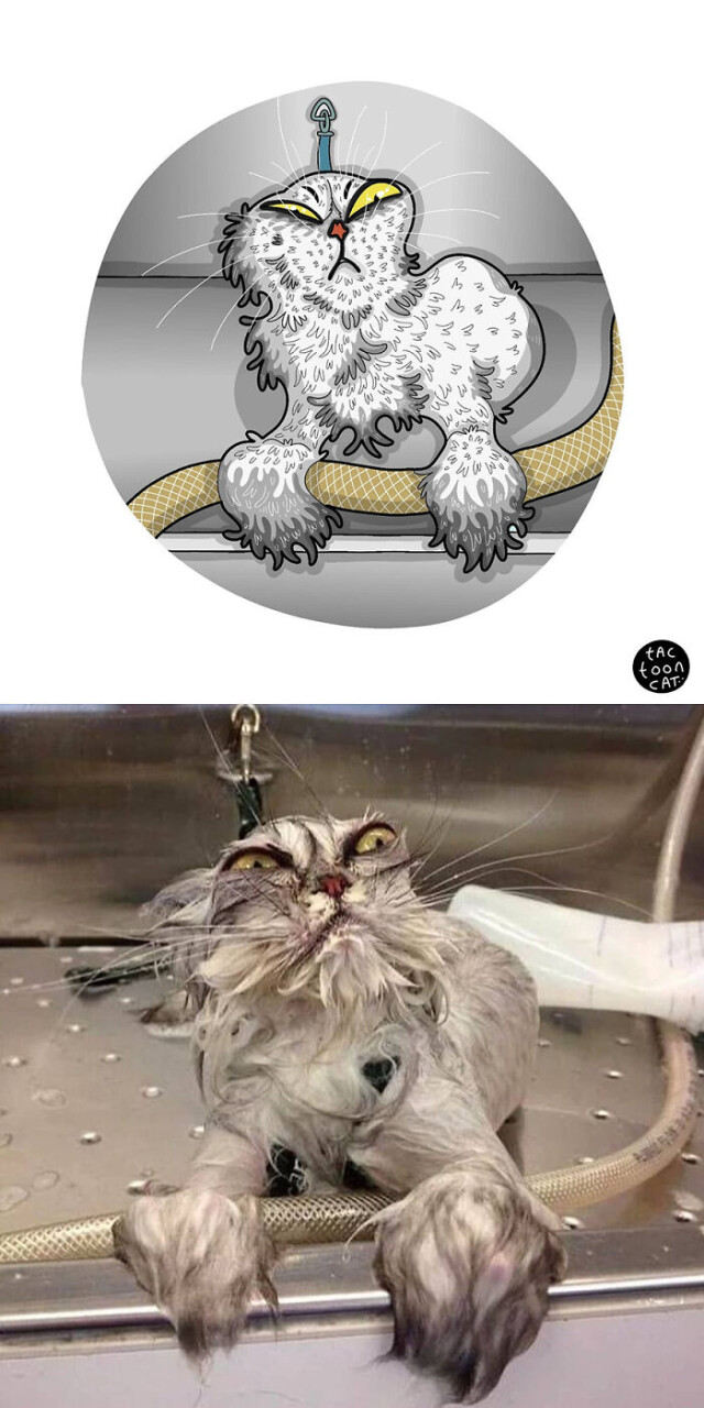 Курйозні ілюстрації, перемальовані з популярних фотографій із кішками