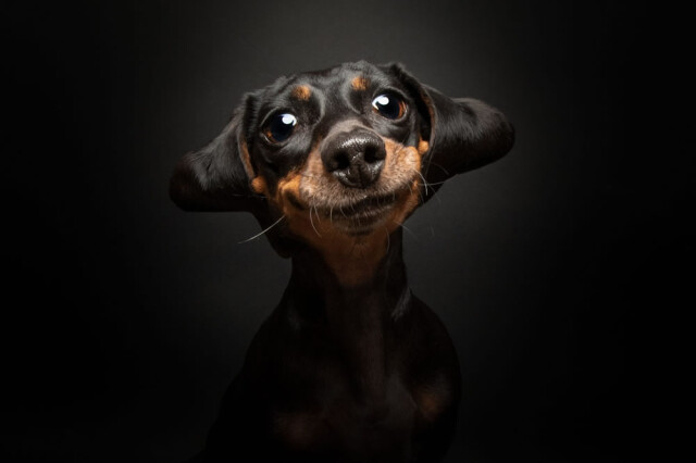Фото-переможці конкурсу на найкращого фотографа собак 2023 року