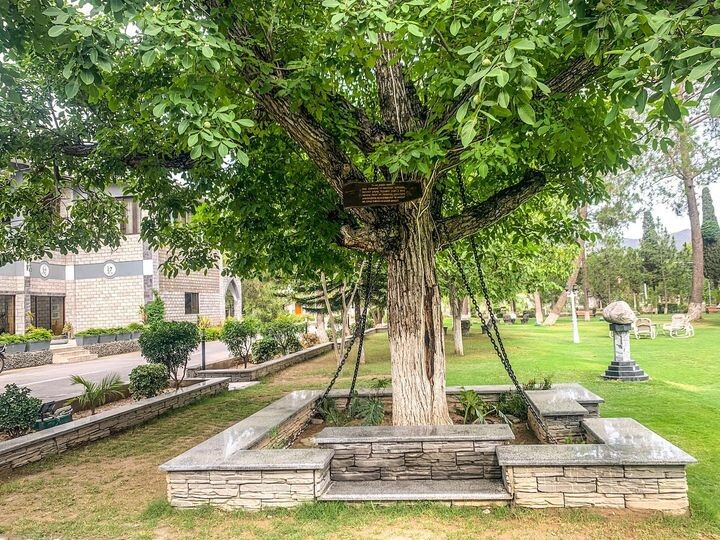 Знаменитое пешаварское дерево с цепями, &quot;арестованное&quot; более века назад (2 фото)